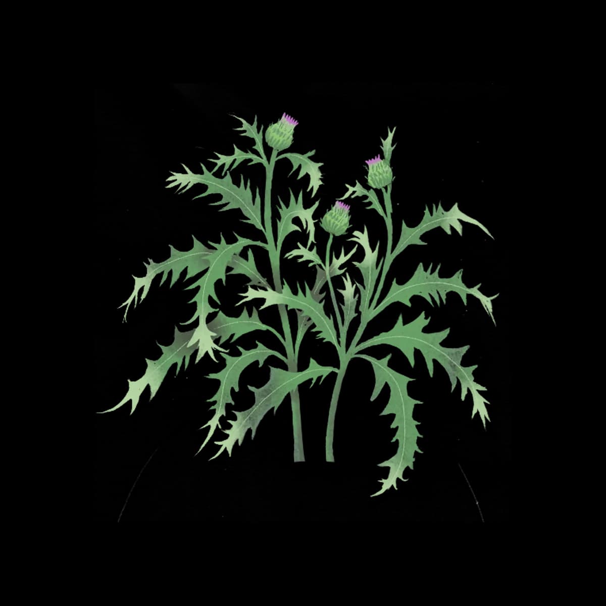 Thistle