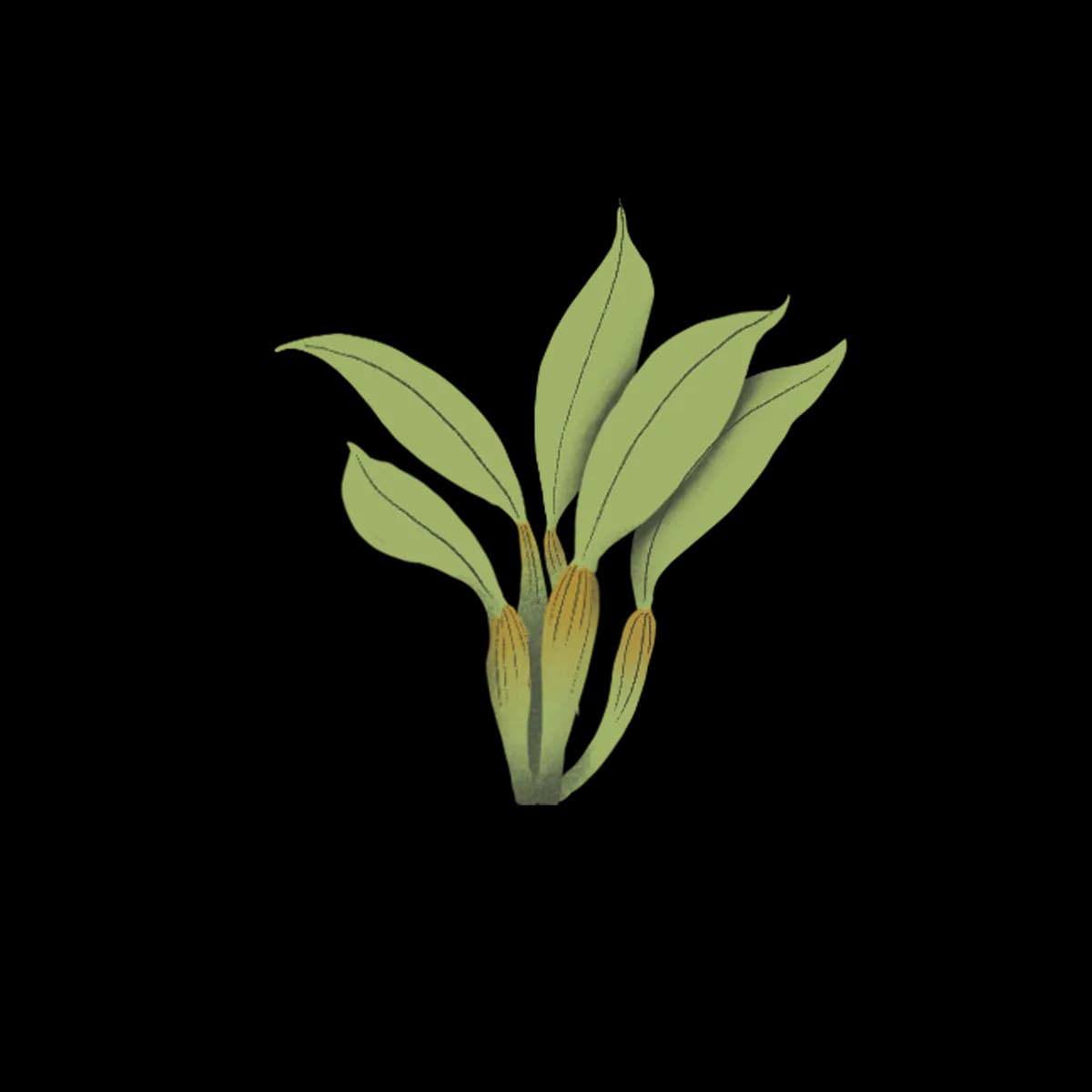 Orchid