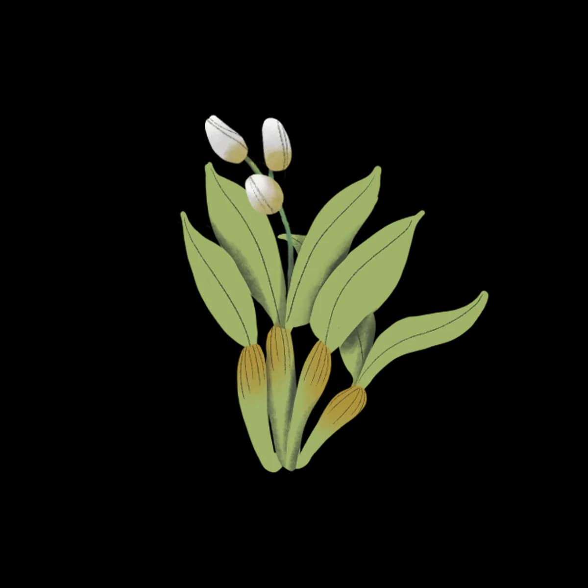 Orchid