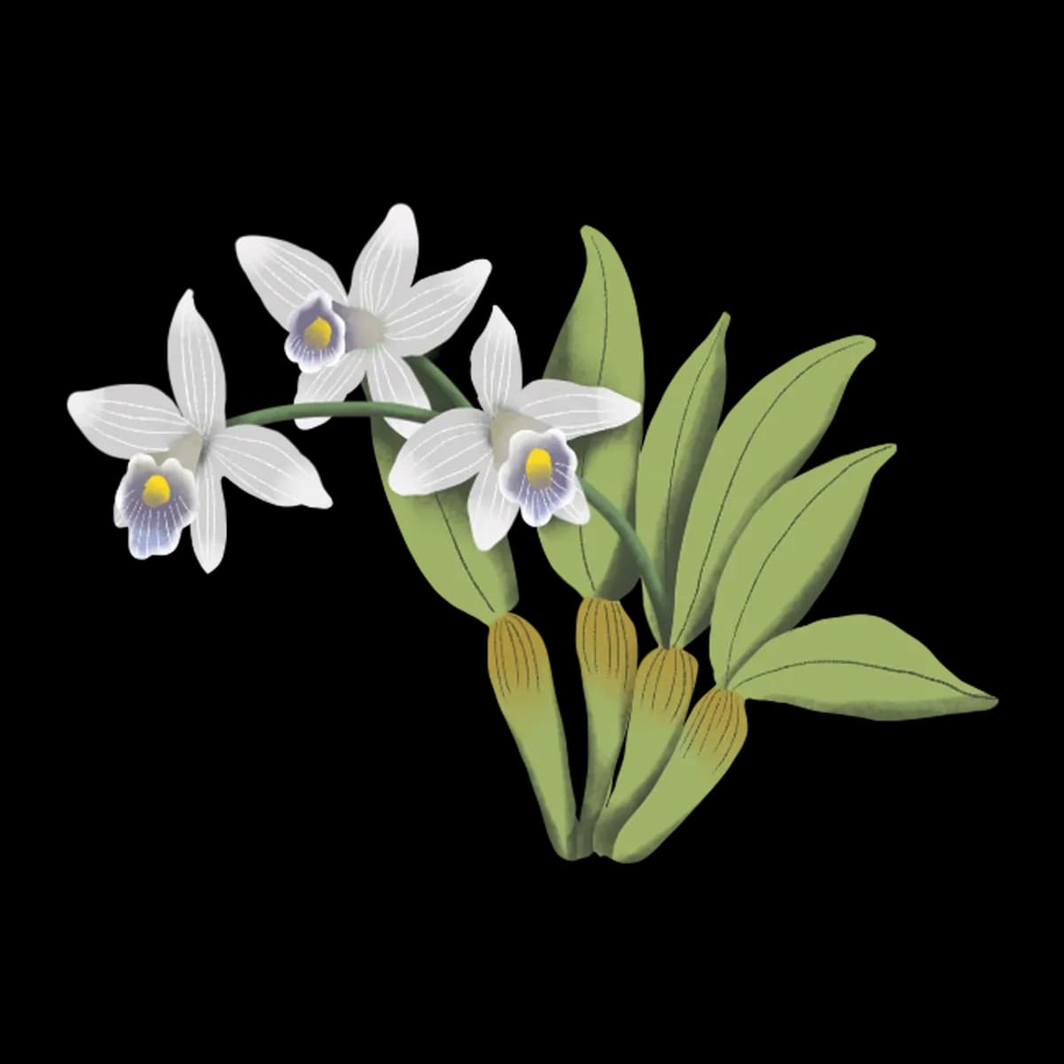 Orchid